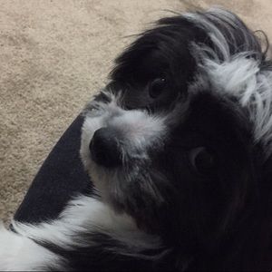 Meet your Posher, Thomas